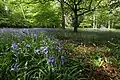 Bluebells in late April, 2014