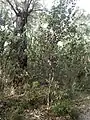 Habit near Mount Magog in the Stirling Range National Park