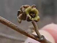 Hamamelis virginiana with persistent calyx in April