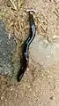 Hammerhead worm found in Chennai and Coimbatore, India