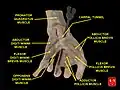 Flexor pollicis brevis muscle