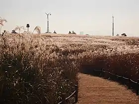 Reeds of the Haneul Park