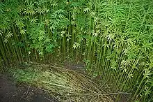 The dense growth of hemp helps kill weeds, even thistle.