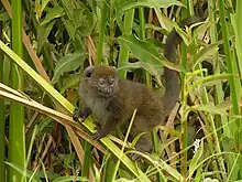 Brown lemur