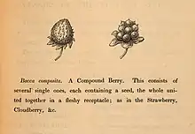 Black and white drawing of strawberry and cloudberry