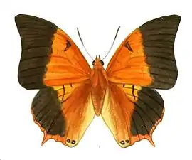 Male