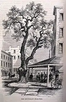 Stuyvesant pear tree