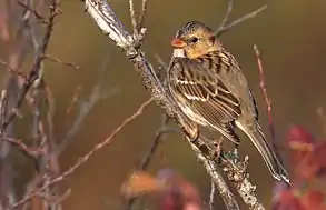 Harris's Sparrow