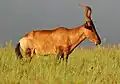 Side profile showing characteristic curving horns Addo Elephant National Park