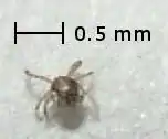 Larval harvest mite from North America