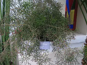 Growth habit in cultivation