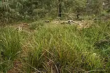 Ground layer of Lepidosperma concavum in heathy woodland