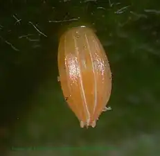 Egg