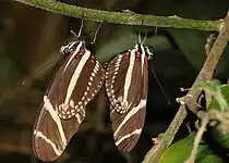 H. charithonia mating