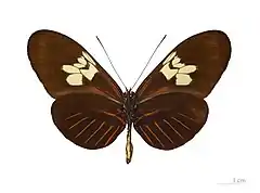 H. m. penelope female, ventral