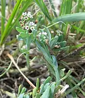 Variety curassavicum has the smallest flowers, only 2.5-3.5 mm wide (Bahia Honda Key, Florida)