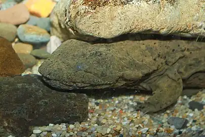 The small eyes and loose skin are characteristic of hellbenders