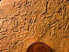 Helminthopsis ichnosp., a trace fossil from the Logan Formation (Lower Carboniferous) of Wooster, Ohio