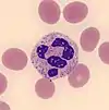 Neutrophil