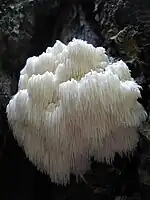 The Bear's Head Tooth Fungus, Hericium americanum