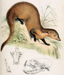 Drawing of brown mongoose