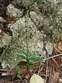 A single flowering individual on Niue.