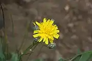 Flower heads have many bright yellow ray florets