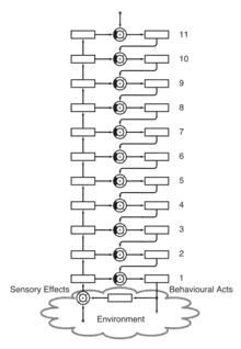 Organisation of feedback loops at different levels as a basis of a hierarchy of control