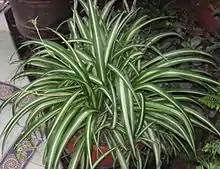 Chlorophytum comosum