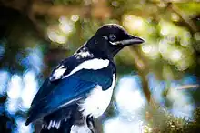 A juvenile black-billed magpie in profile