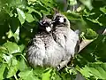 Himalayan bulbuls courting, IIT Mandi, Himachal Pradesh, India, 22 April 2020