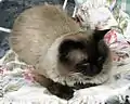 Himalayan cat, offspring of Siamese and Persian; this one is male