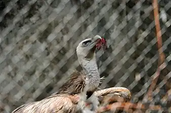 Himalayan Griffon