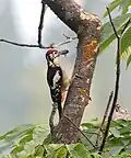 Male carrying food in Kullu - Manali District of Himachal Pradesh, India