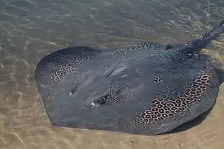 Leopard whiprays (Himantura leoparda) are vulnerable from overfishing.