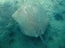 A dark-spotted stingray swimming over a sandy bottom