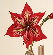 Hippeastrum correiense