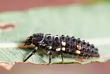 Larva