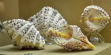 Shells