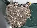 Older chicks in nest