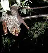 The Hoary bat