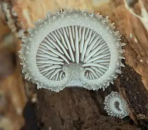 Image 23Hohenbuehelia mastrucata mushroom growing in Busse Woods, Elk Grove Village. Image credit: Rocky Houghtby (photographer), Leoboudv (upload) (from Portal:Illinois/Selected picture)