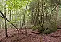 Glacier-deposited rock in the forest