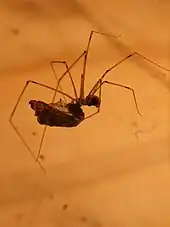 A marbled cellar spider (Holocnemus pluchei) carrying prey.