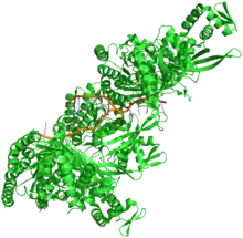 Crystal structure of RecA bound to DNA.