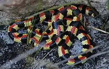 Homoroselaps type species; spotted harlequin snake (H. lacteus)