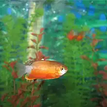 small golden in a tank with plants