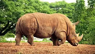 Southern white rhinoceros (Ceratotherium simum simum)