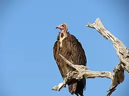 Adult in Moremi G.R., Botswana