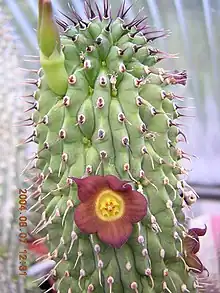 Hoodia officinalis